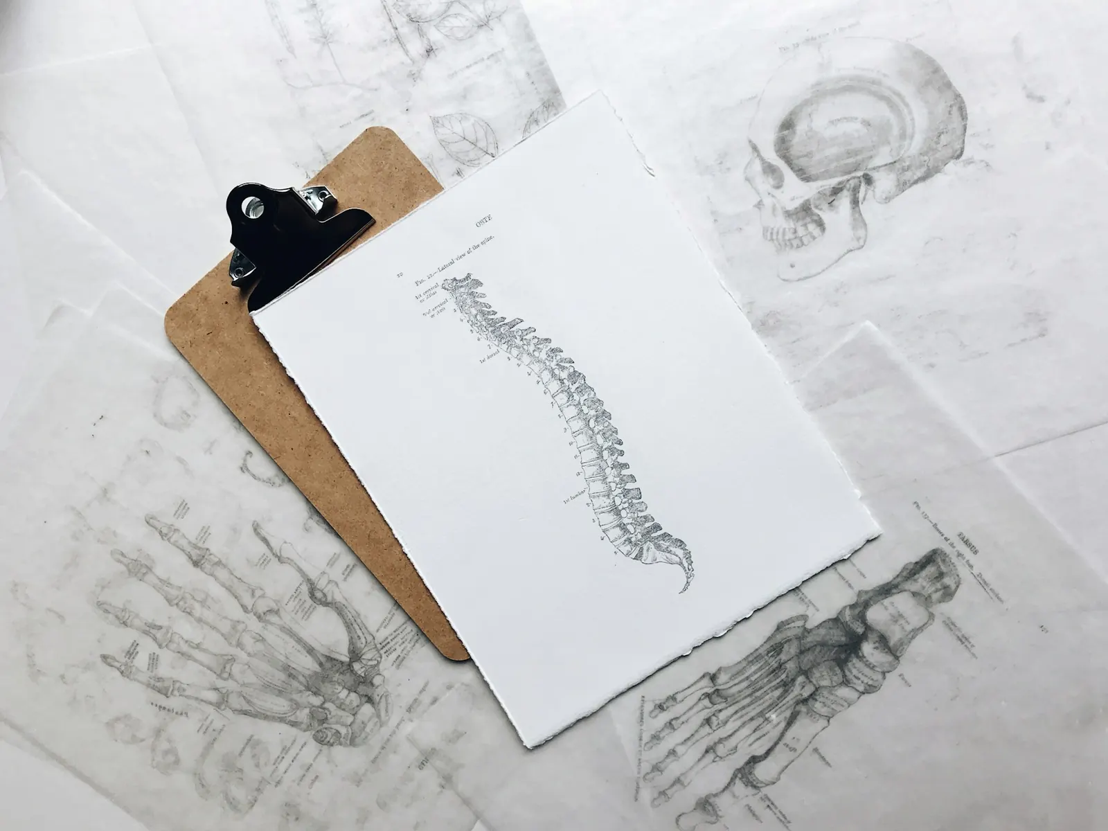 Anatomical sketch of the human spine on a clipboard